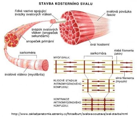 Článek - Svalový strečink